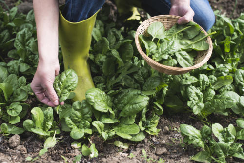 Spinach