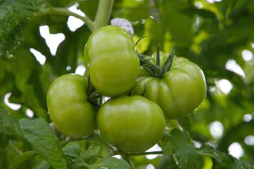 Green Tomatoes