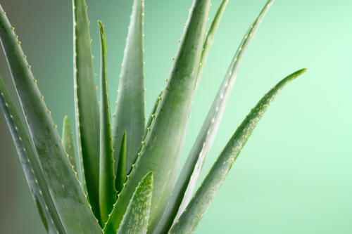 Aloe Vera