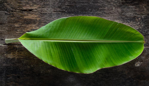 Banana Leaf