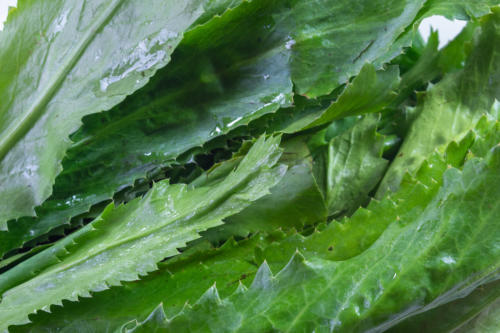 Culantro