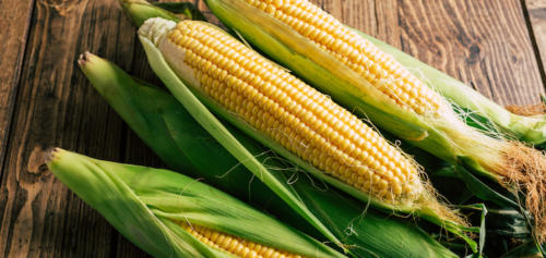 Corn Husks