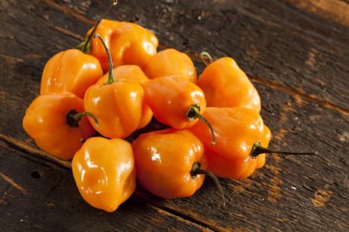 Habanero Peppers