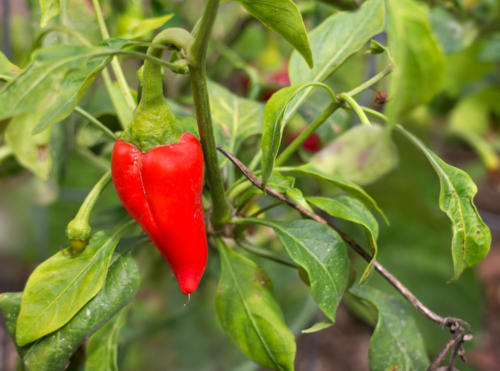 Red Jalapeno Peppers
