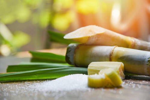 Sugar Cane