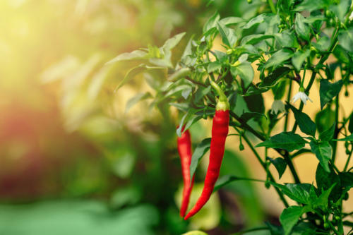 Piquin Peppers